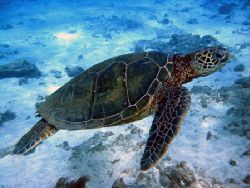 Hawaiian Green Sea Turtle swimming. Maui, Hawaii. by Lisa Lappe 